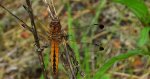 Ważka ruda (Libellula fulva)
