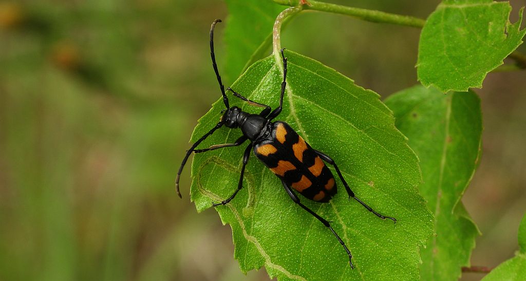 Baldurek pręgowany, pętlak czteropaskowy (Leptura quadrifasciata)