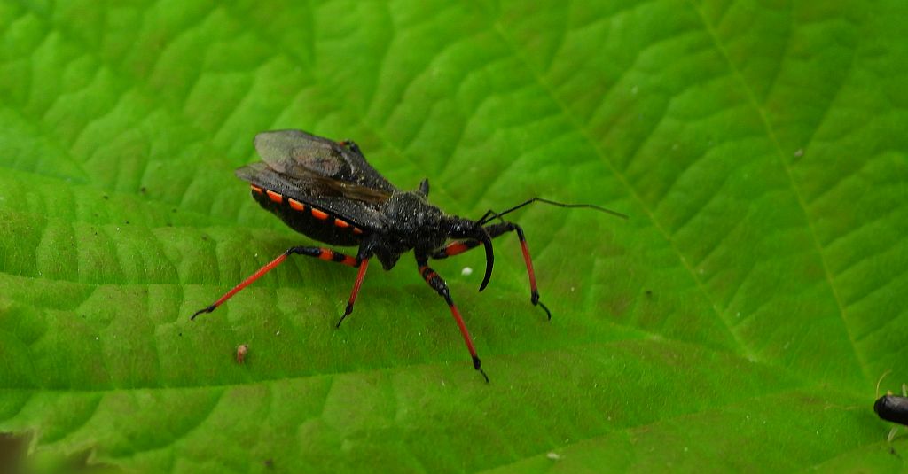 Srogoń napastnik (Rhynocoris annulatus)