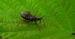 Srogoń napastnik (Rhynocoris annulatus)