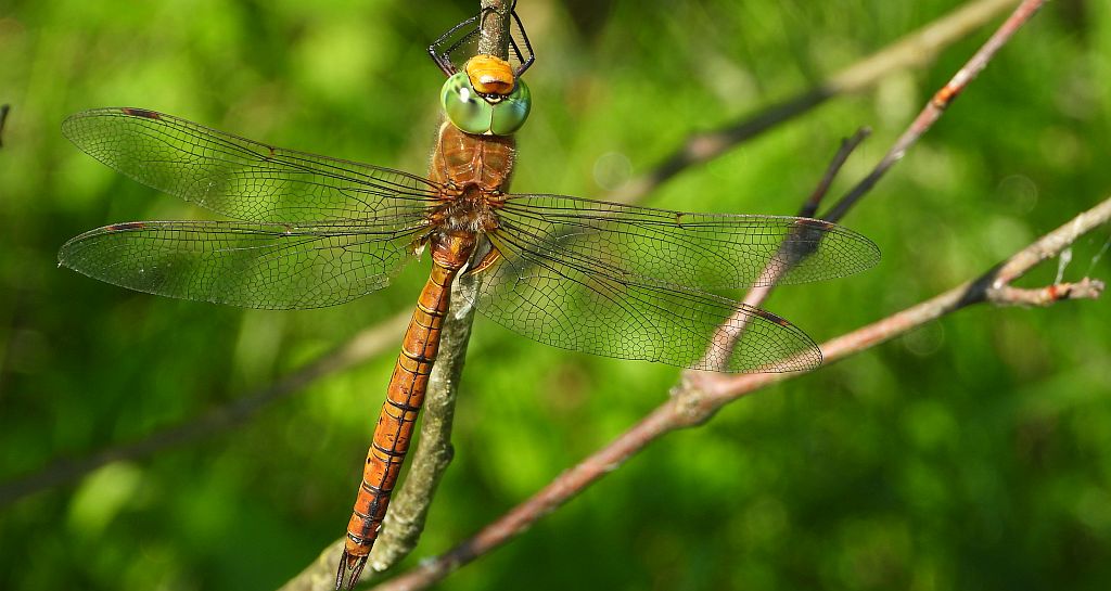 Żagnica ruda (Aeshna isoceles)