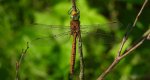 Żagnica ruda (Aeshna isoceles)