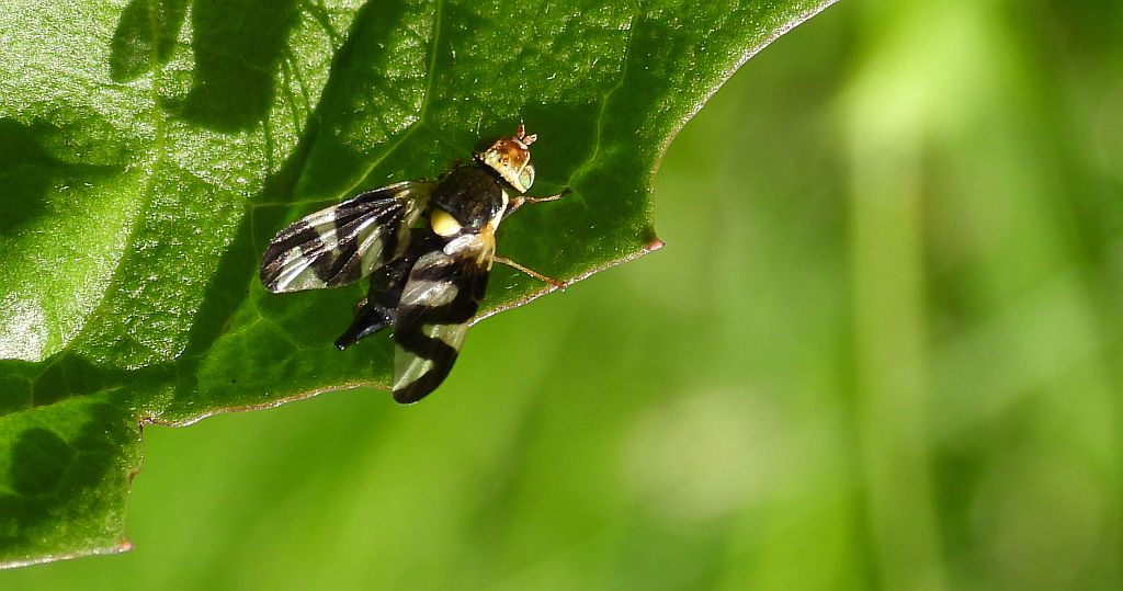 Wyroślówka ostowa (Urophora cardui)