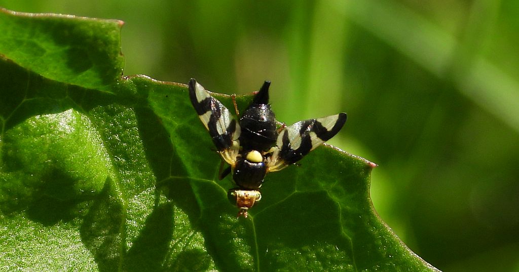 Wyroślówka ostowa (Urophora cardui)