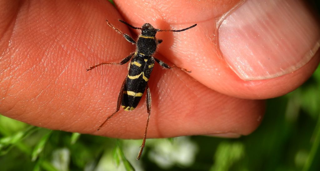 Biegowiec osowaty (Clytus arietis)