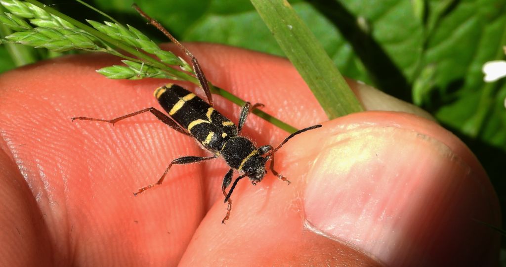 Biegowiec osowaty (Clytus arietis)