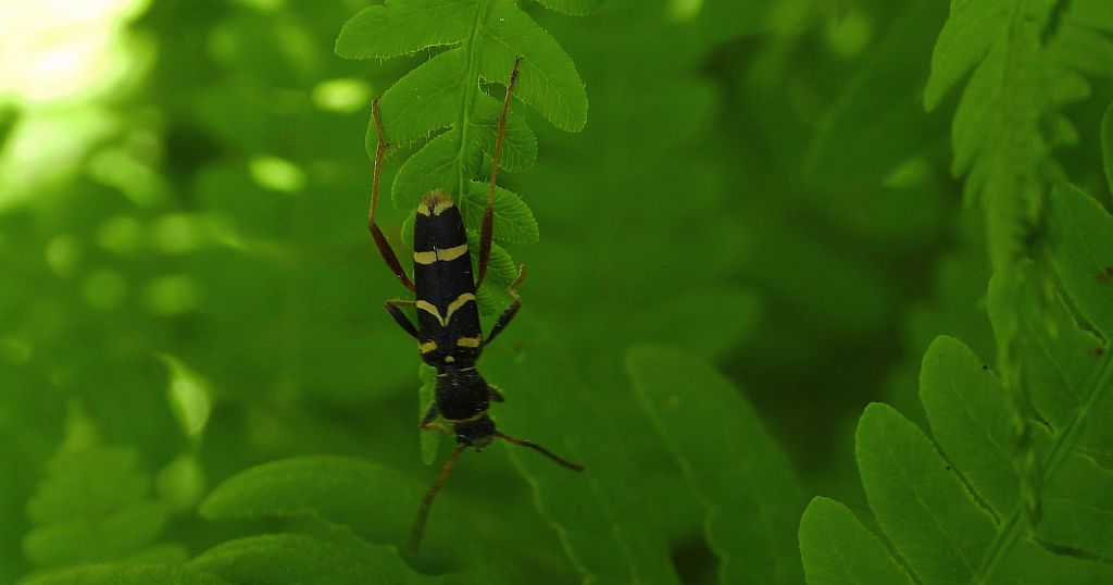 Biegowiec osowaty (Clytus arietis)
