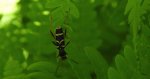 Biegowiec osowaty (Clytus arietis)
