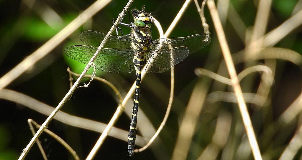 Szklarnik leśny  (Cordulegaster boltonii)