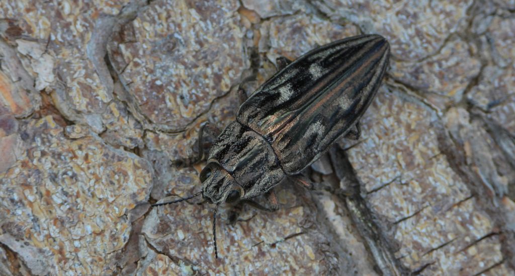 Miedziak sosnowiec, bogatek miedziak (Chalcophora mariana)