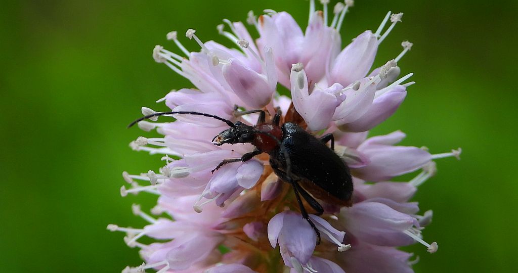 Rozpylak topolowy (Dinoptera collaris)