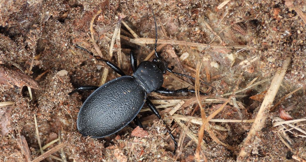 Biegacz skórzasty (Carabus (Procrustes) coriaceus)