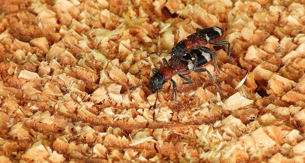 Przekrasek mróweczka (Thanasimus formicarius)