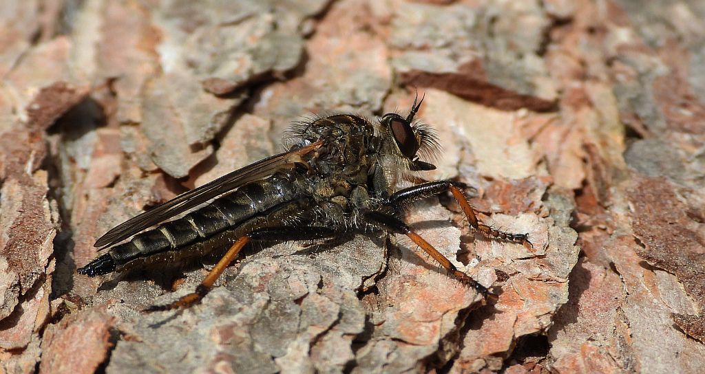 Łowik szerszeniak (Asilus crabroniformis)