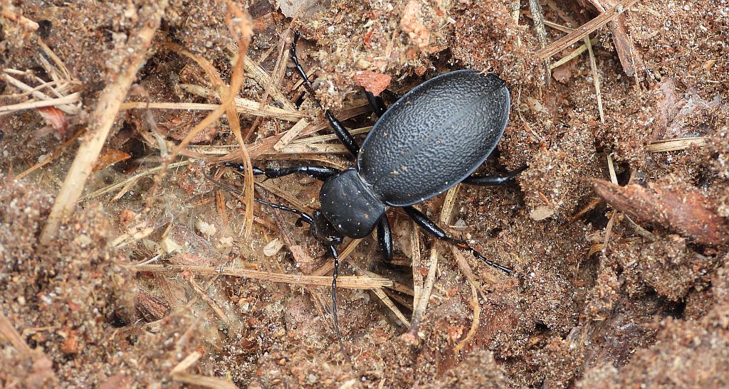 Biegacz skórzasty (Carabus (Procrustes) coriaceus)
