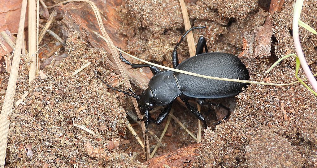 Biegacz skórzasty (Carabus (Procrustes) coriaceus)