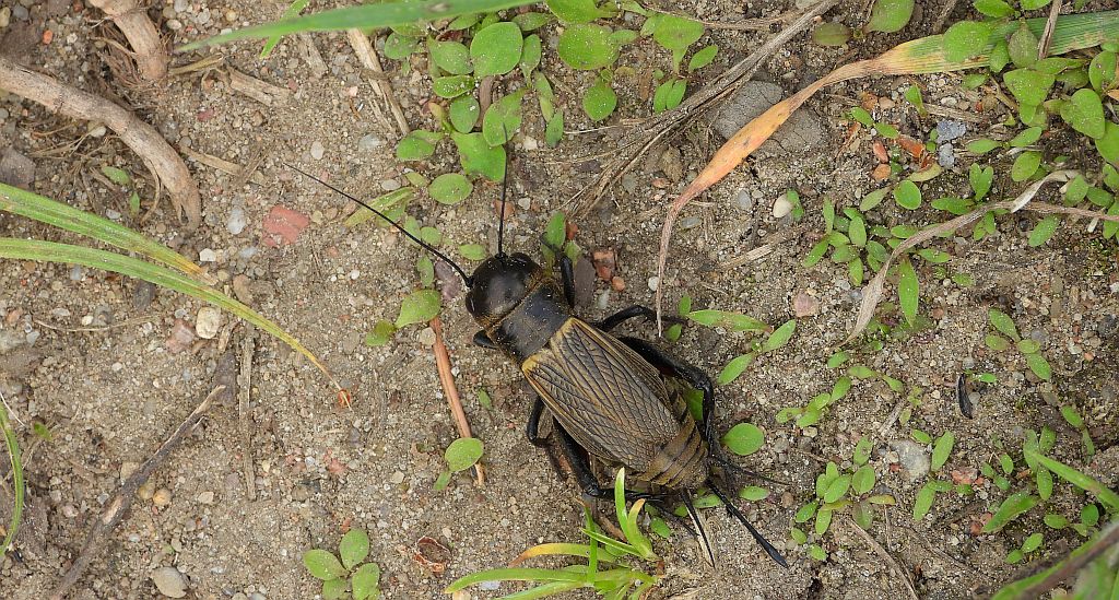 Świerszcz polny (Gryllus campestris)