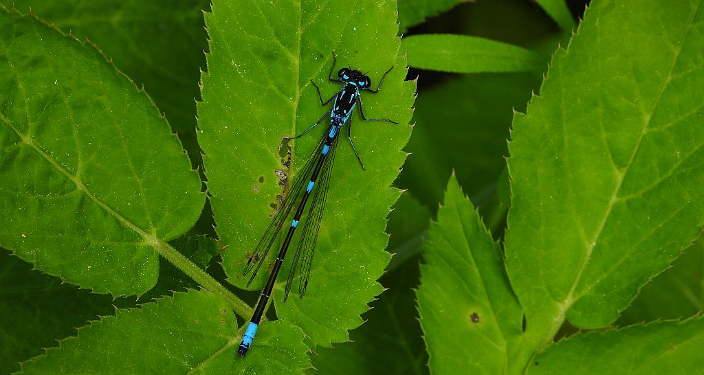 Łątka wczesna (Coenagrion pulchellum)