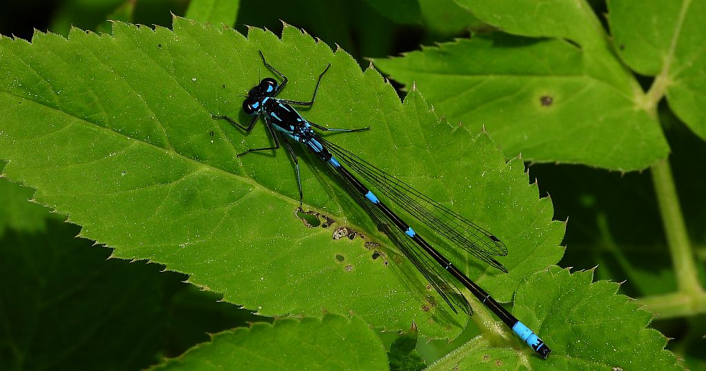 Łątka wczesna (Coenagrion pulchellum)