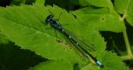 Łątka wczesna (Coenagrion pulchellum)