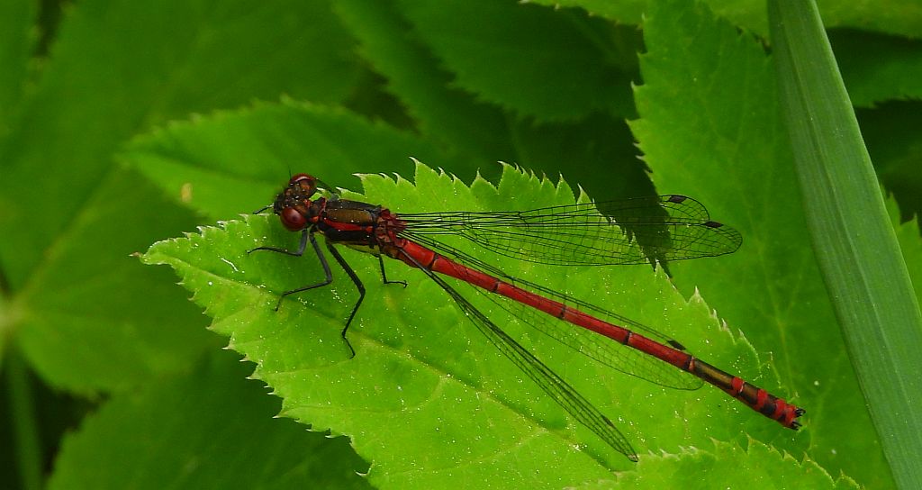 Łunica czerwona (Pyrrhosoma nymphula)