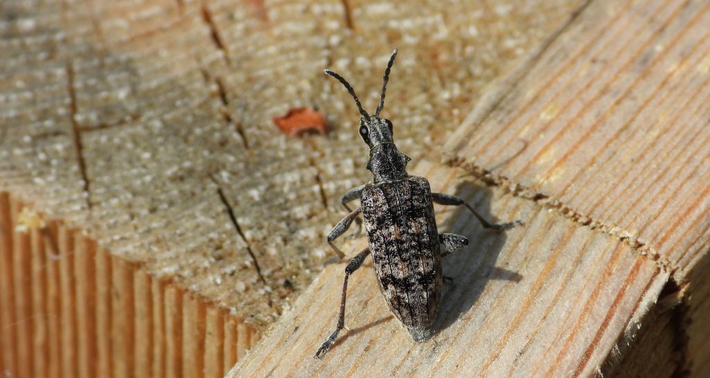 Rębacz pstry, rębacz sosnowiec (Rhagium inquisitor)