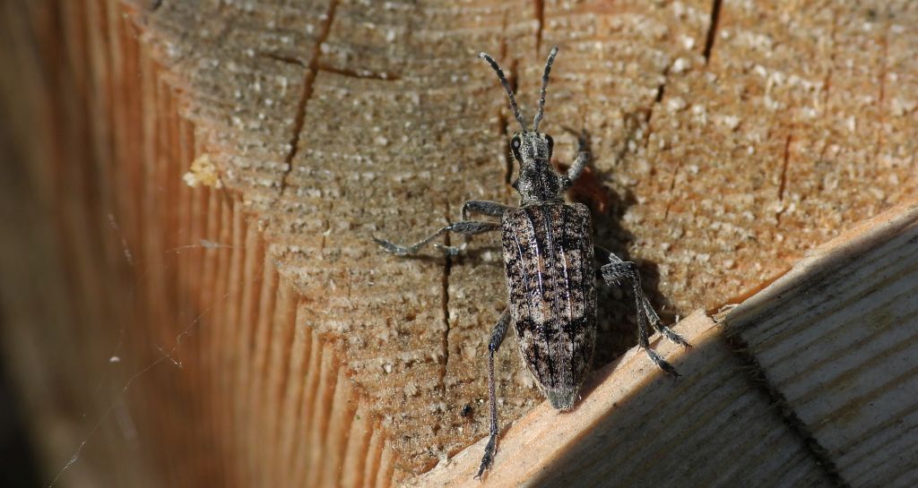 Rębacz pstry, rębacz sosnowiec (Rhagium inquisitor)