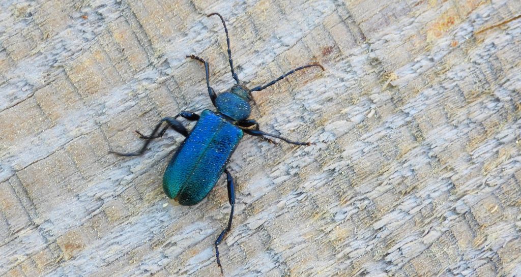 Zagwozdnik fiołkowy, ściga fioletowa (Callidium violaceum)