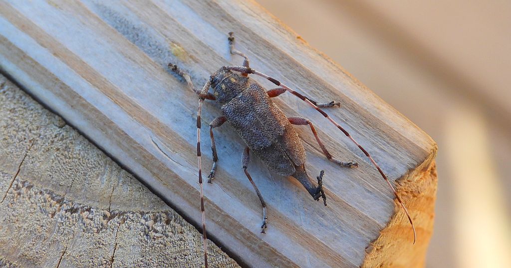 Tycz cieśla (Acanthocinus aedilis)