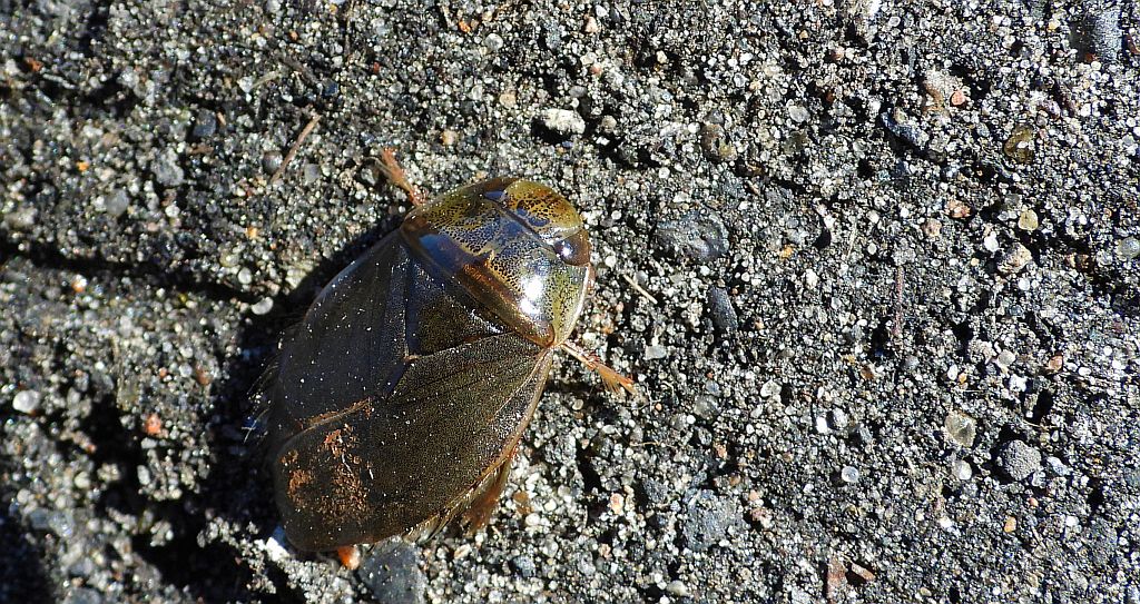 Żyrytwa pluskwowata (Ilyocoris cimicoides)