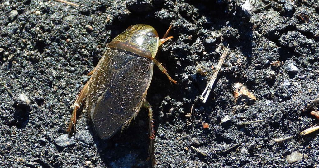 Żyrytwa pluskwowata (Ilyocoris cimicoides)