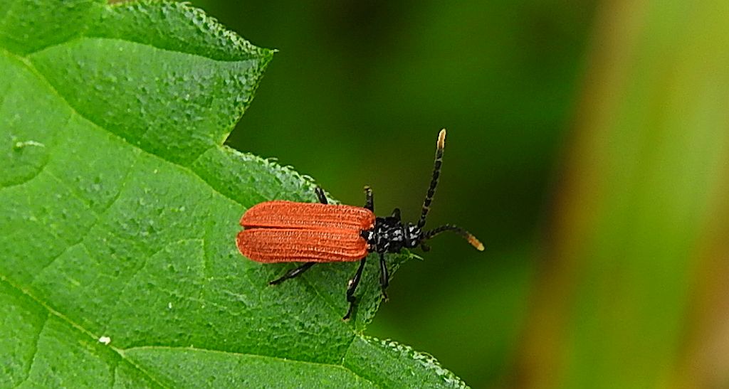 Karmazynek - Platycis minuta