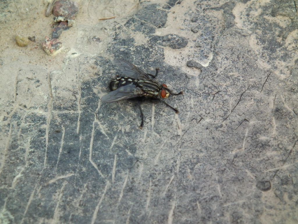 Ścierwnica mięsówka (Sarcophaga carnaria L.)