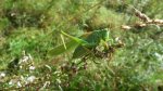Pasikonik zielony (Tettigonia viridissima)