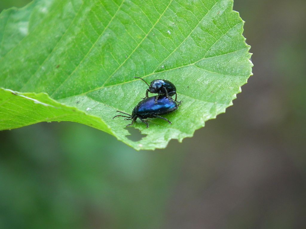 Hurmak olszowiec (Agelastica alni)