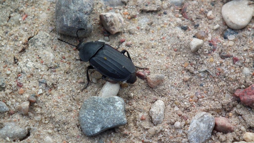 Omarlica smutna (Silpha tristis)