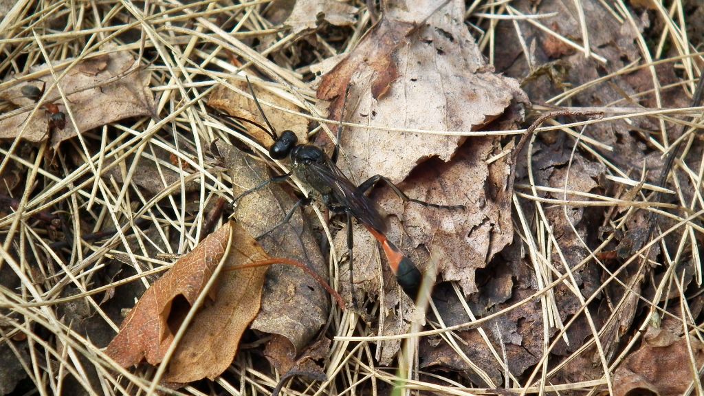 Szczerklina piaskowa (Ammophila sabulosa)