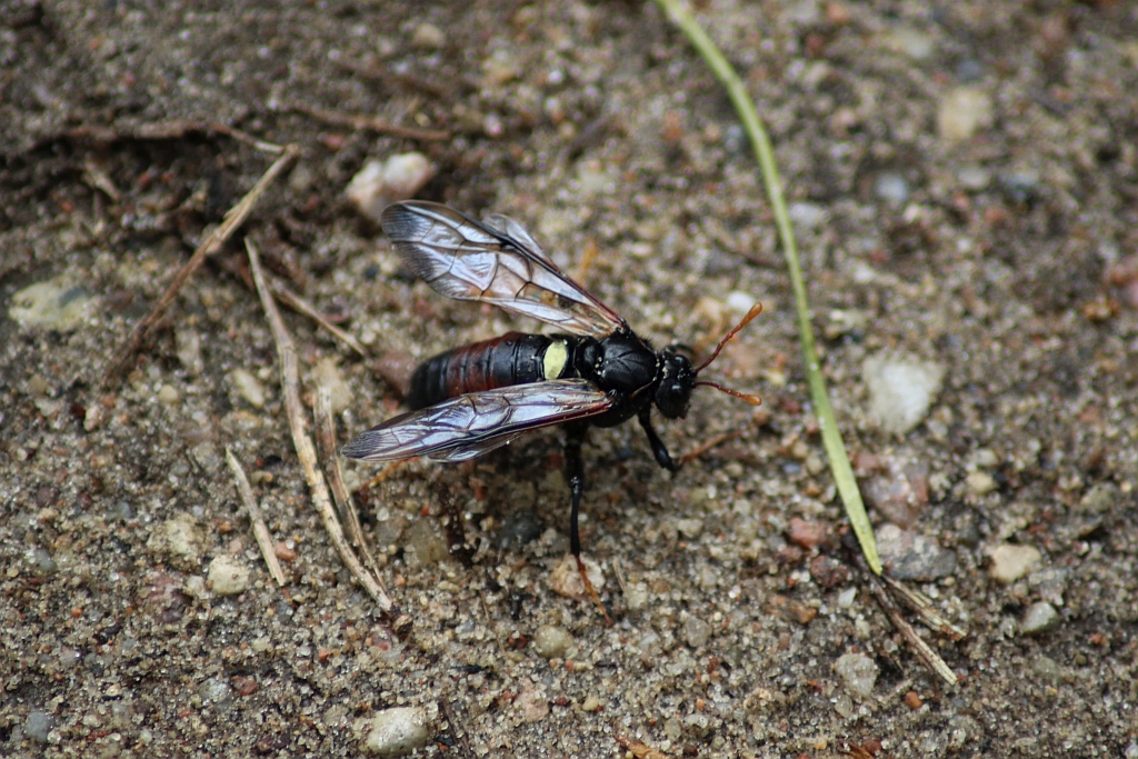 Bryzgun brzozowiec (Cimbex femoratus)