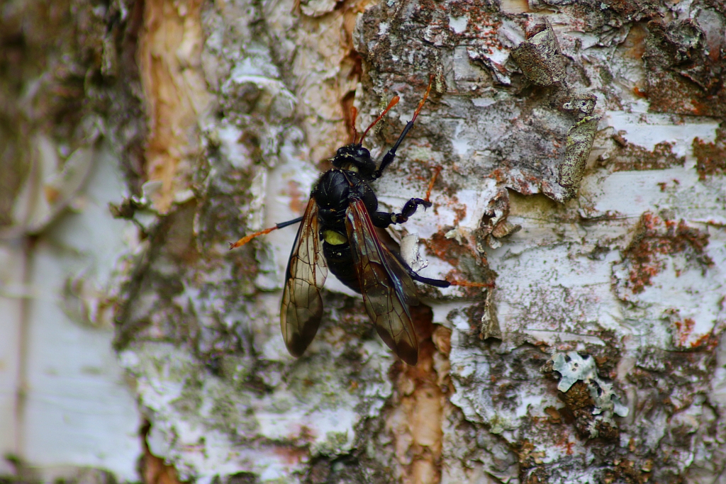Bryzgun brzozowiec (Cimbex femoratus)