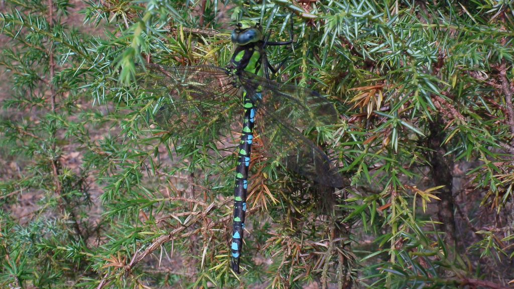 Żagnica błękitna/niebieska (Aeshna cyanea)