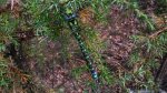 Żagnica błękitna/niebieska (Aeshna cyanea)