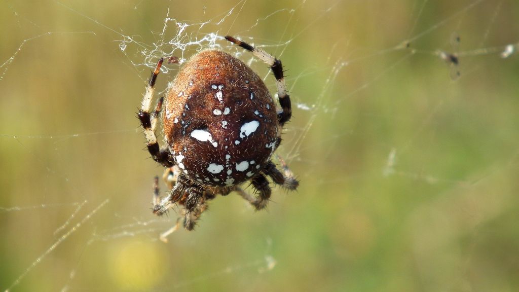 Krzyżak łąkowy (Araneus quadratus)
