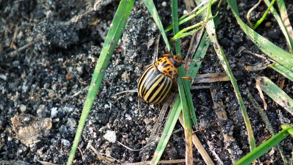Stonka ziemniaczana (Leptinotarsa decemlineata)