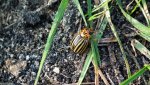 Stonka ziemniaczana (Leptinotarsa decemlineata)