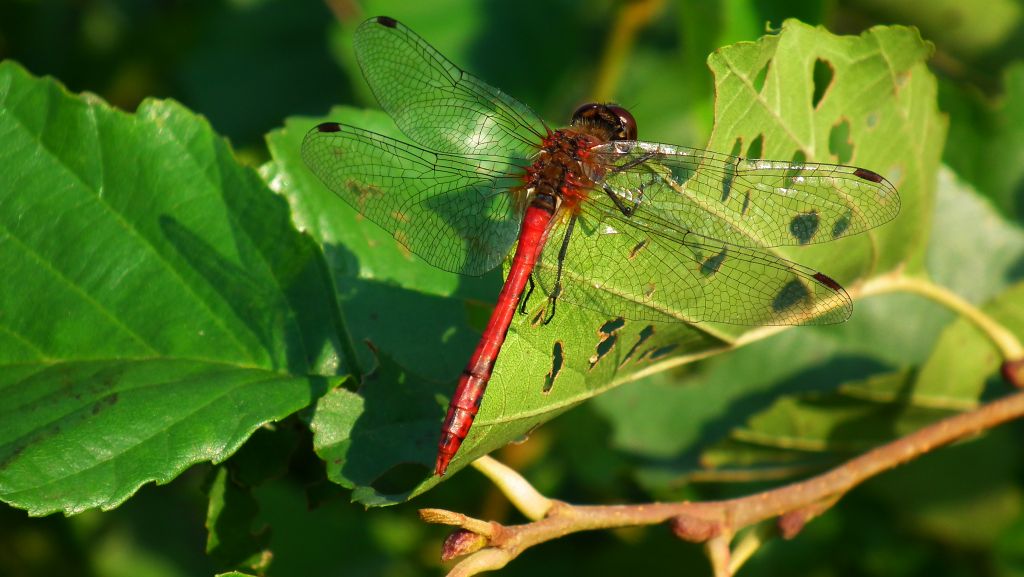 Szablak krwisty (Sympetrum sanguineum)