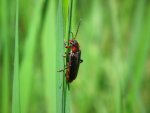 Omomiłek wiejski (Cantharis rustica)