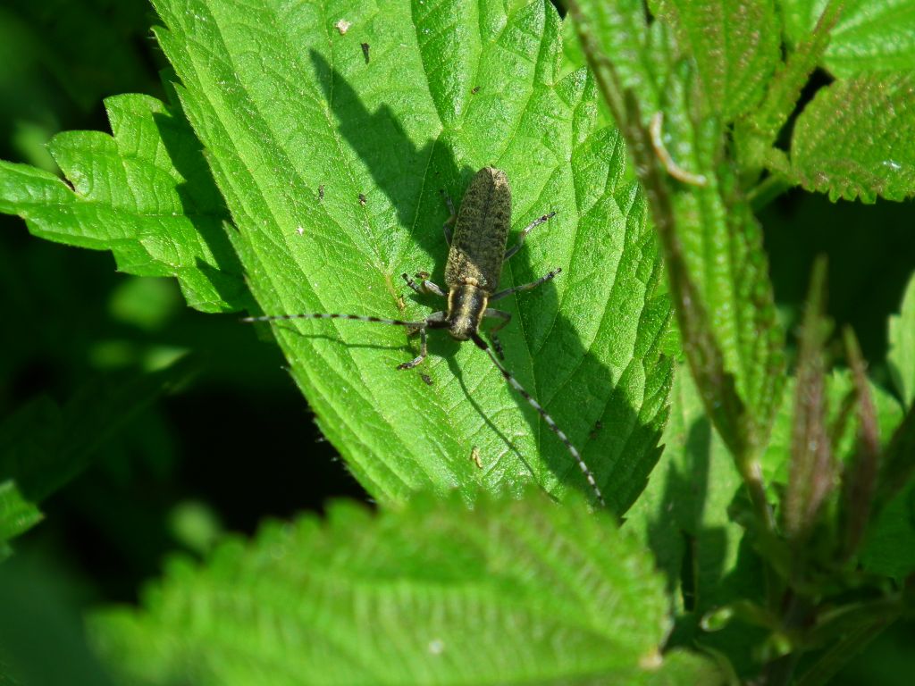 Zgrzytnica zielonkawowłosa (Agapanthia villosoviridescens)