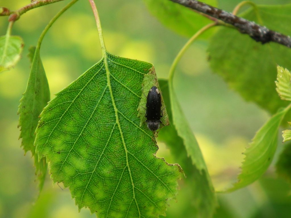 Przedstawiciel sprężykowatych (Elateridae)