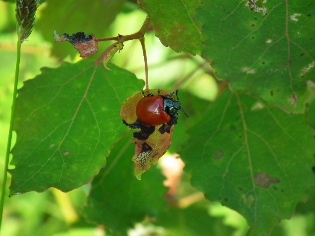 Rynnica topolowa (Melasoma populi)