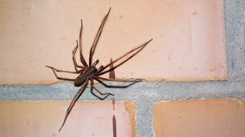 Kątnik domowy większy (Tegenaria atrica)